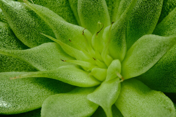 Closeup of Graptoveria silver star leaf petals succulent plant, beautiful flower in green color