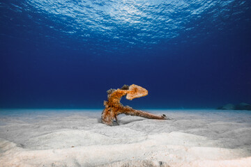 An old anchor on the seabed