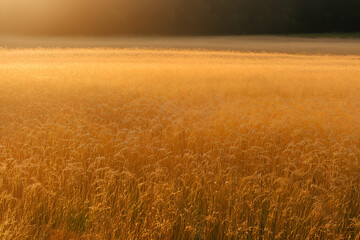 Golden wheat rice field background.