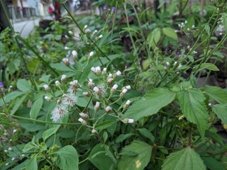 Close-up of a small flowering plant with numerous tiny white flower buds and green leaves.