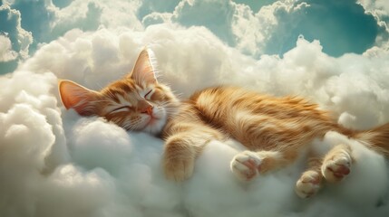 Fototapeta premium cat sleep on the sky