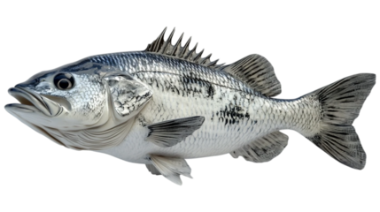 Fesh sea bass fish in natural colors isolated on white background. Suitable for marketing or business purposes. Panoramic banner with place for text