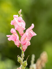 Pink flowers in the garden called Snapdragon or Antirrhinum majus or Bunny rabbits.