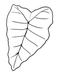 alokasia leaf  digital illustration drawing isolated