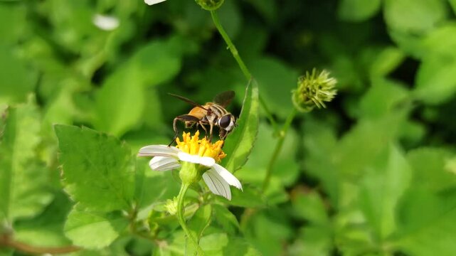 the bee on flower