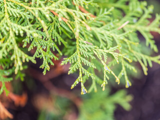 Thuja branches with drops of water after rain. Wet branches in the sunset light.