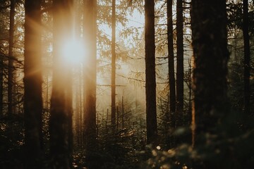 Sunlight filtering through tall trees in a serene forest, creating a tranquil and warm atmosphere