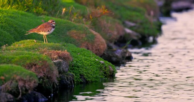 Killdeer Small Bird Standing on the Lake shore in Natural Habitat at Sunset