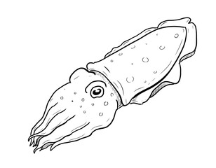 cuttlefish  digital illustration drawing isolated