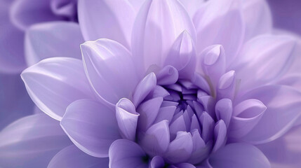 Obraz premium Beautiful purple flower petals with delicate layers and soft hues create serene and calming atmosphere. intricate details of petals showcase nature artistry