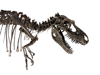Fossil Bone Skull and Jaws of Tyrannosaurus rex (T-rex). isolated.