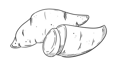 yam  digital illustration drawing isolated