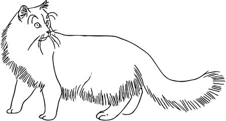 Obraz premium illustration of silky fluffy cat