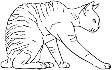 illustration of rex cat reaching