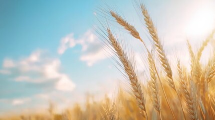 Obraz premium A Beautiful Wheat Field Under a Blue Sky and Fluffy Clouds in Nature's Splendor