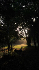 Golden Light Through the Trees