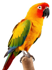 PNG Parrot animal bird lovebird.