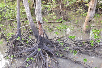 mangrove, Mangrove forest, wild mangrove forest, Mangrove forests are ecosystems