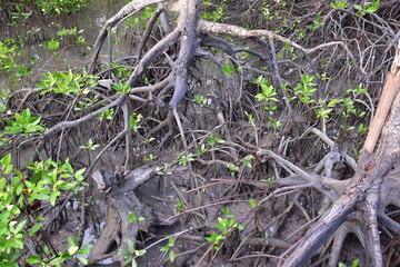 mangrove, Mangrove forest, wild mangrove forest, Mangrove forests are ecosystems