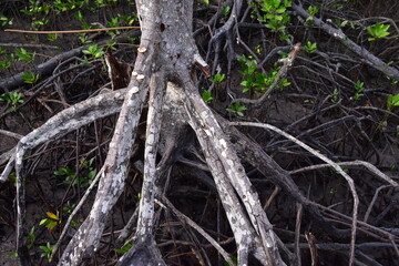 mangrove, Mangrove forest, wild mangrove forest, Mangrove forests are ecosystems