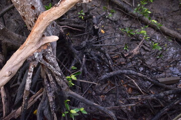 mangrove, Mangrove forest, wild mangrove forest, Mangrove forests are ecosystems