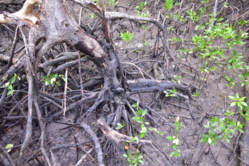 mangrove, Mangrove forest, wild mangrove forest, Mangrove forests are ecosystems