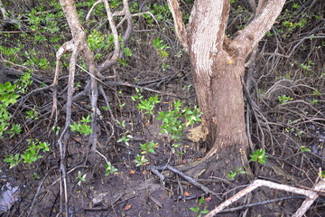 mangrove, Mangrove forest, wild mangrove forest, Mangrove forests are ecosystems