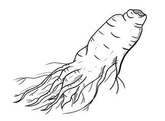 ginseng digital illustration drawing isolated