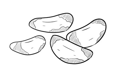 brazilian nut digital illustration drawing isolated