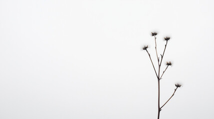 Minimalist Winter Stem: A solitary, delicate stem with dried seed heads stands against a muted, hazy background, evoking a sense of quiet resilience and the beauty of winter's simplicity. 