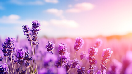 Naklejka premium filled with lavender under blue sky. blooming purple flowers under a sky