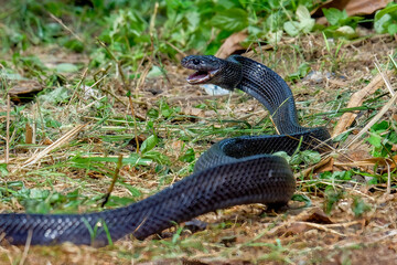 Big black boiga snake attack aggressively	