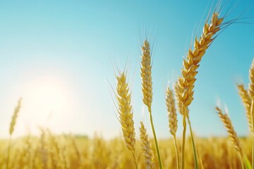 Fototapeta premium Golden Wheat Field Under Clear Sky - Close-up of golden wheat ears in a field with a clear blue sky and soft sunlight creating a serene agricultural atmosphere.