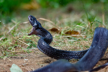 Big black boiga snake attack aggressively	