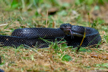 Big black boiga snake attack aggressively	