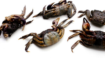 Preserved crabs for ingredient thai food