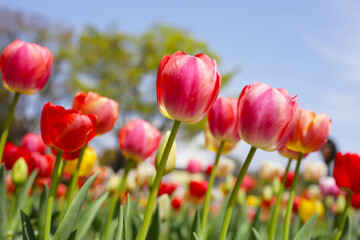 Beautiful tulip flower in the park