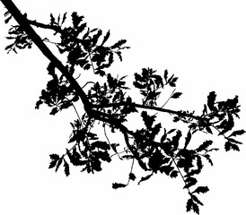 Oak branch silhouette on white background