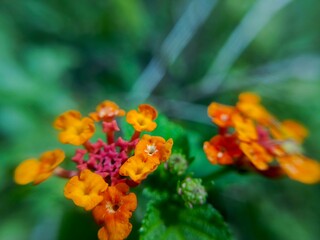 Close-up of wild Lantana flowers blooming