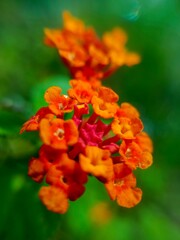 Close-up of wild Lantana flowers blooming