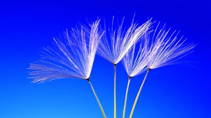 Close up of delicate dandelion seeds against a vibrant blue background - A striking close-up of dandelion seeds symbolizing nature beauty freedom harmony and simplicity against a bright blue sky