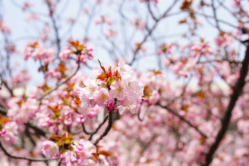 Branches of sakura flowers, cherry blossom