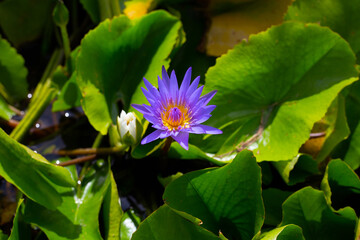 Beautiful water lily. Lotus flower with green leaves