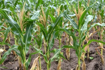 Obraz premium Healthy Corn Plants with Green Leaves and Golden Silks in Field