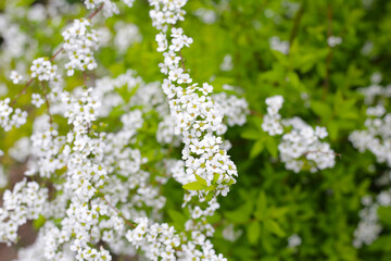 White flowers of Thunberg spirea in Japan park