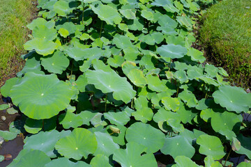 Beautiful green leaves of lotus flower in pond