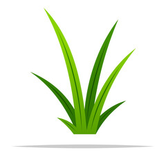 Single tall grass vector isolated illustration