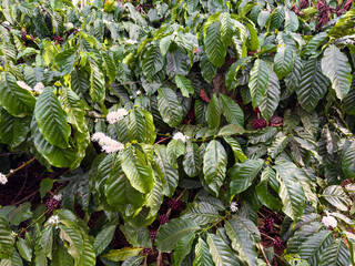 Coffee plant flower in coffee plantation in Mudigere, Karnataka, India.