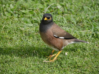 Side view image of a Myna bird on a grassy land