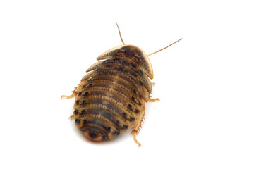 Cockroaches isolated on white background, Argentinian wood roach on isolated background, Blaptica dubia close-up, Cockroaches top view